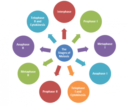 Difference between Mitosis and Meiosis | Mitosis vs. Meiosis: Overview