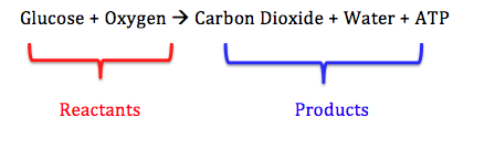 Difference between Aerobic and Anaerobic Respiration ...