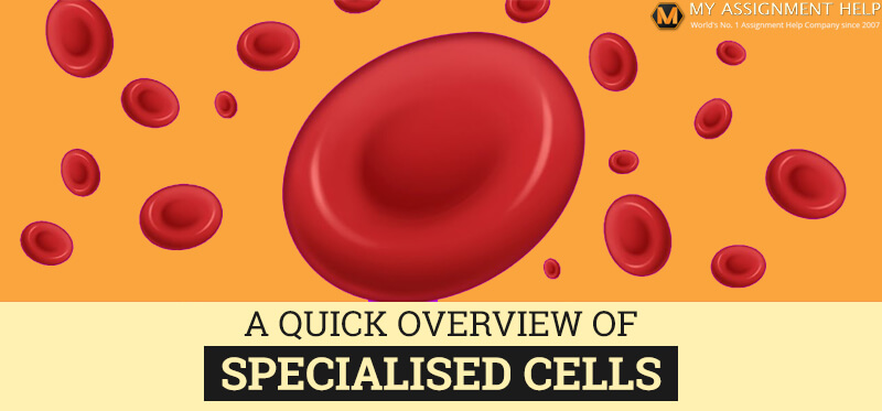 List Of Specialised Cells What Are Specialised Cells All You Need To Know