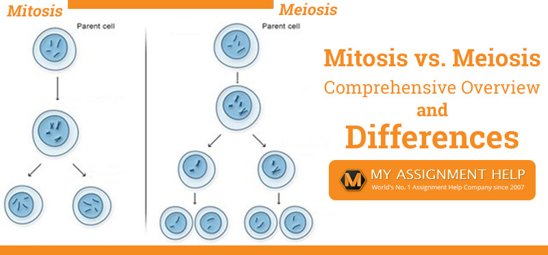 Difference Between Mitosis And Meiosis Mitosis Vs Meiosis Overview