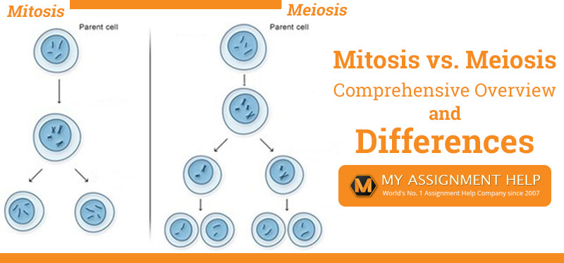 Difference Between Mitosis And Meiosis Mitosis Vs