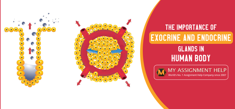 What Is The Difference Between Exocrine And Endocrine Glands