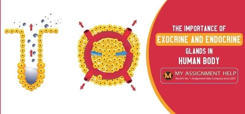 What is The Difference Between Exocrine and Endocrine Glands