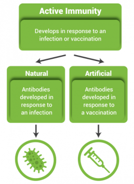 Artificial passive immunity