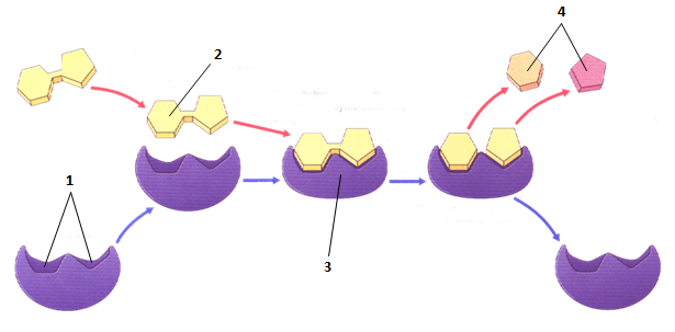 The Characteristics of Enzymes: A Complete Guide