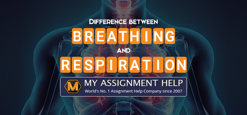 Difference Between Breathing and Respiration difference between breathing and respiration