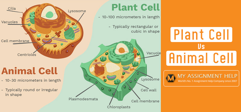 Difference Between Plant and Animal Cells - MyAssignmentHelp