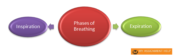 Phases of Breathing