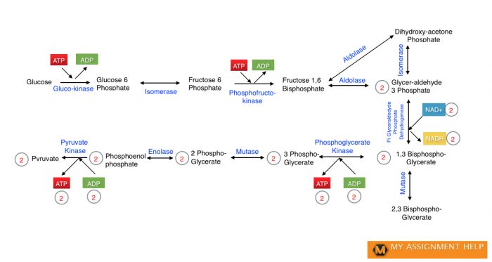 Glycolysis and Kreb’s Cycle