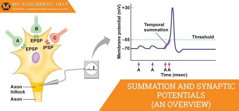 Summation and synaptic potentials Summation and synaptic potentials