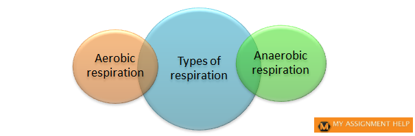 Respiration: Definition and stages