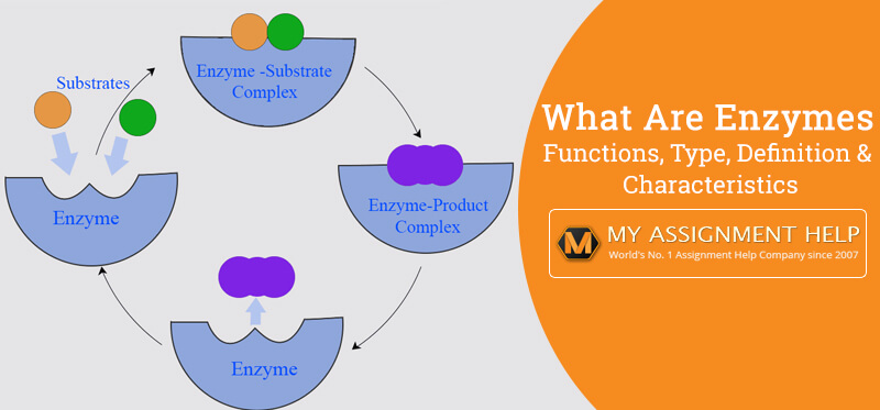 Enzymes: Functions