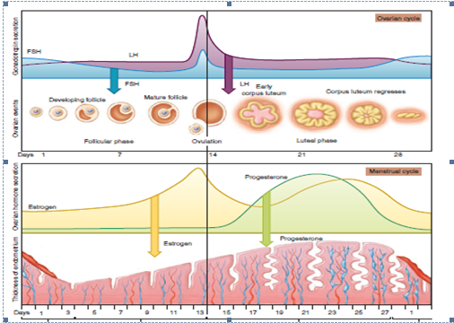 Stages of the ovarian cycle