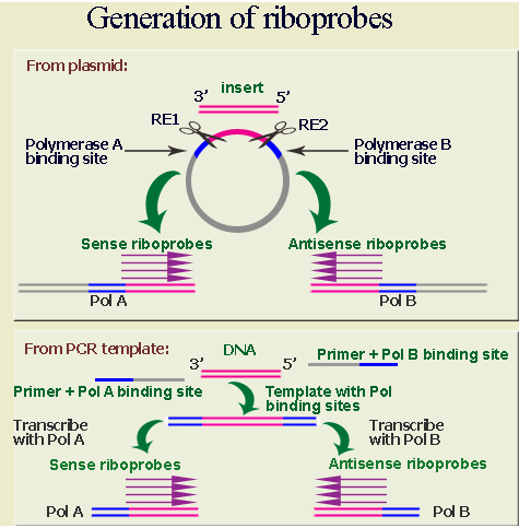 Biochemistry homework help