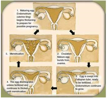 ovarian and menstrual cycles