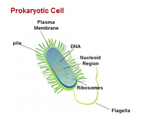 Prokaryotic Cell