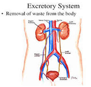 Excretory System