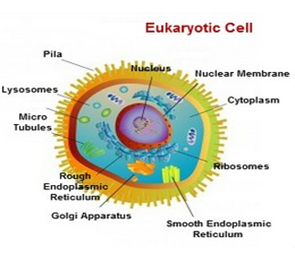 Eukaryotic Cell