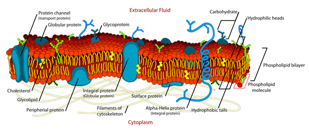 Extracellular Fluid