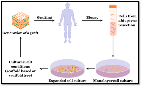 tissue engineering essay Tissue engineering bone essays: over 180,000 tissue engineering bone essays, tissue engineering bone term papers, tissue engineering bone research paper, book reports 184 990 essays, term and research papers available for unlimited access. tissue engineering essay Tissue engineering bone essays: over 180,000 tissue engineering bone essays, tissue engineering bone term papers, tissue engineering bone research paper, book reports 184 990 essays, term and research papers available for unlimited access.